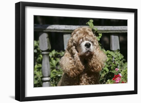 American Cocker Spaniel 11-Bob Langrish-Framed Photographic Print