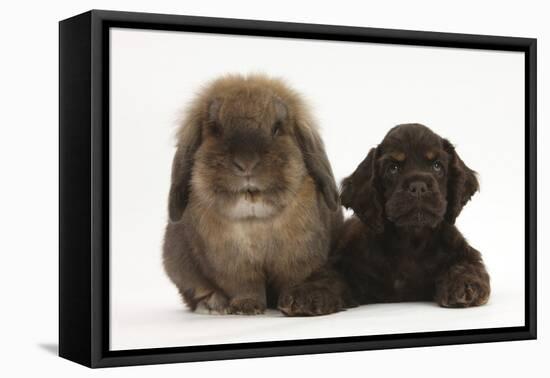 American Cocker Spaniel Puppy and Lionhead-Cross Rabbit-Mark Taylor-Framed Premier Image Canvas
