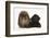 American Cocker Spaniel Puppy and Lionhead-Cross Rabbit-Mark Taylor-Framed Photographic Print