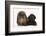 American Cocker Spaniel Puppy and Lionhead-Cross Rabbit-Mark Taylor-Framed Photographic Print