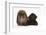 American Cocker Spaniel Puppy and Lionhead-Cross Rabbit-Mark Taylor-Framed Photographic Print