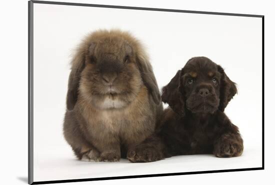 American Cocker Spaniel Puppy and Lionhead-Cross Rabbit-Mark Taylor-Mounted Photographic Print