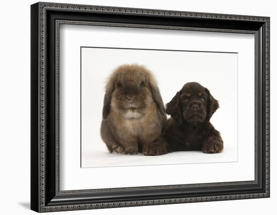 American Cocker Spaniel Puppy and Lionhead-Cross Rabbit-Mark Taylor-Framed Photographic Print