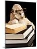 American Cocker Spaniel Wearing Reading Glasses-Lilun-Mounted Photographic Print