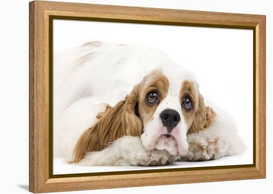 American Cocker Spaniel-null-Framed Premier Image Canvas