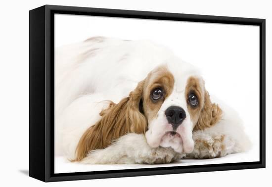 American Cocker Spaniel-null-Framed Premier Image Canvas