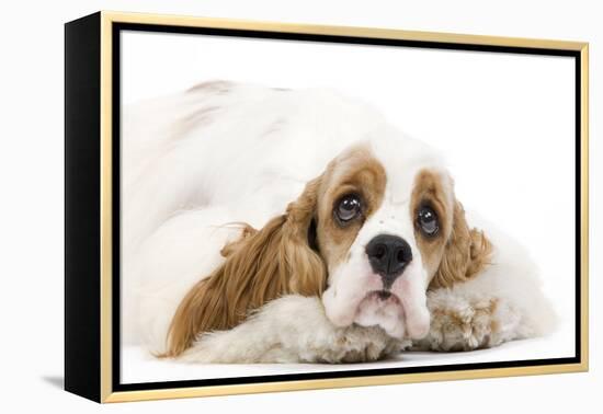 American Cocker Spaniel-null-Framed Premier Image Canvas