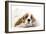 American Cocker Spaniel-null-Framed Photographic Print