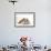 American Cocker Spaniel-null-Framed Photographic Print displayed on a wall