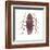 American Cockroach (Periplaneta Americana), Insects-Encyclopaedia Britannica-Framed Art Print