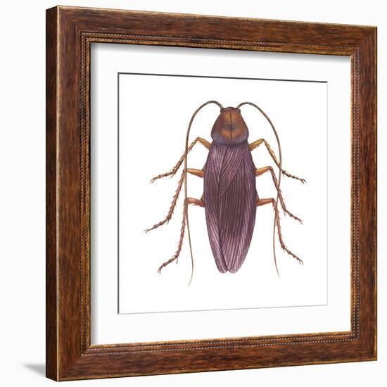 American Cockroach (Periplaneta Americana), Insects-Encyclopaedia Britannica-Framed Art Print