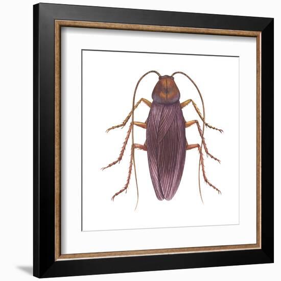 American Cockroach (Periplaneta Americana), Insects-Encyclopaedia Britannica-Framed Art Print