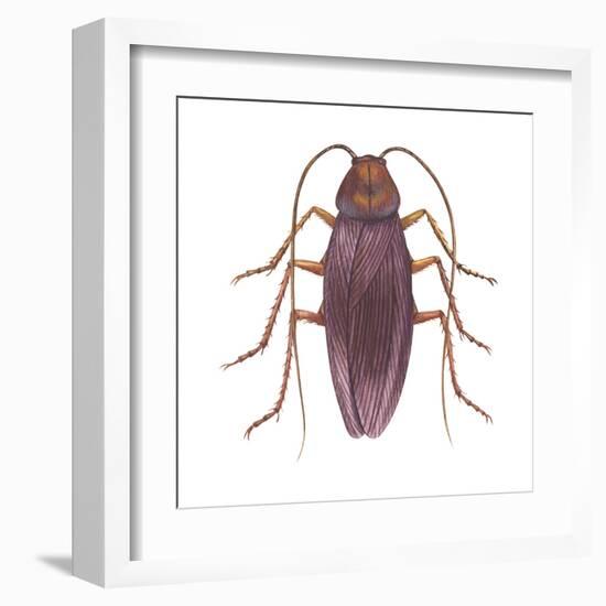 American Cockroach (Periplaneta Americana), Insects-Encyclopaedia Britannica-Framed Art Print