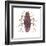 American Cockroach (Periplaneta Americana), Insects-Encyclopaedia Britannica-Framed Art Print