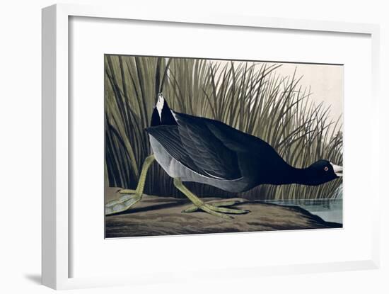 American Coot, from Birds of America, 1835-John James Audubon-Framed Giclee Print