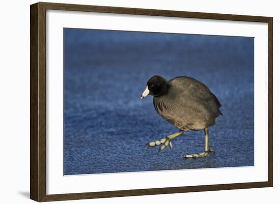 American Coot (Fulica Americana) Walking on Ice-James Hager-Framed Photographic Print