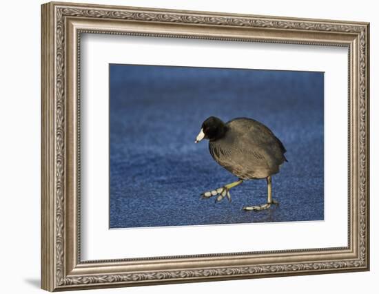 American Coot (Fulica Americana) Walking on Ice-James Hager-Framed Photographic Print