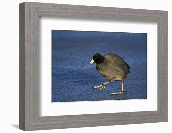 American Coot (Fulica Americana) Walking on Ice-James Hager-Framed Photographic Print