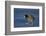 American Coot (Fulica Americana) Walking on Ice-James Hager-Framed Photographic Print