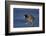 American Coot (Fulica Americana) Walking on Ice-James Hager-Framed Photographic Print