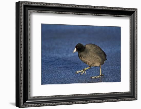 American Coot (Fulica Americana) Walking on Ice-James Hager-Framed Photographic Print