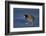 American Coot (Fulica Americana) Walking on Ice-James Hager-Framed Photographic Print