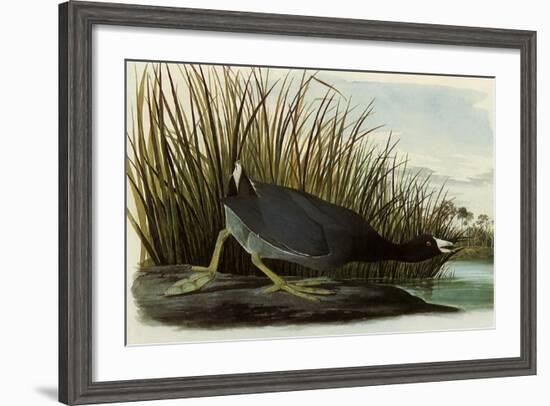 American Coot-John James Audubon-Framed Giclee Print