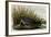 American Coot-John James Audubon-Framed Giclee Print