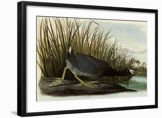 American Coot-John James Audubon-Framed Giclee Print