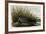 American Coot-John James Audubon-Framed Giclee Print