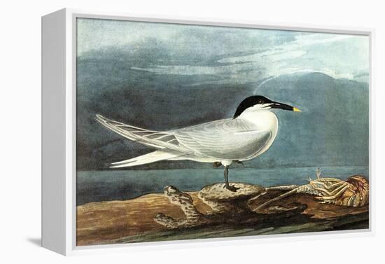 American Coot-John James Audubon-Framed Stretched Canvas