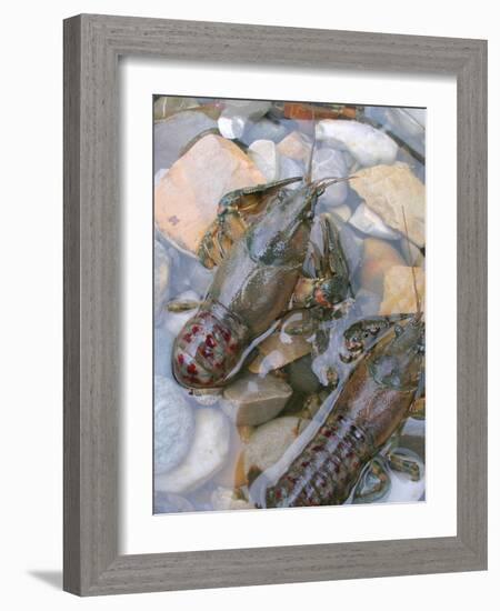 American Crayfish, Two, Gravel-Harald Kroiss-Framed Photographic Print