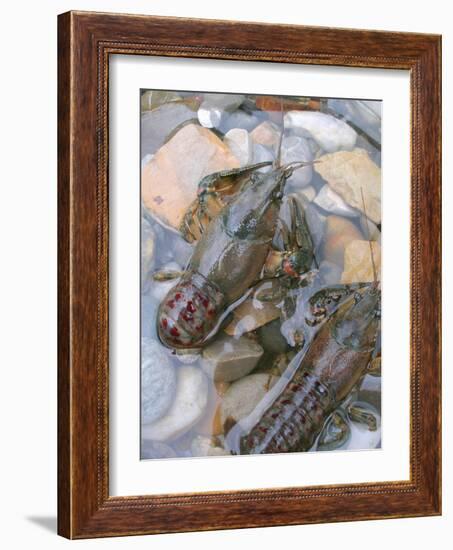 American Crayfish, Two, Gravel-Harald Kroiss-Framed Photographic Print