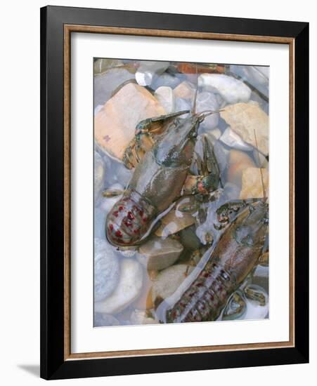 American Crayfish, Two, Gravel-Harald Kroiss-Framed Photographic Print