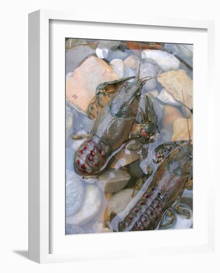 American Crayfish, Two, Gravel-Harald Kroiss-Framed Photographic Print