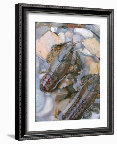 American Crayfish, Two, Gravel-Harald Kroiss-Framed Photographic Print