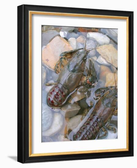 American Crayfish, Two, Gravel-Harald Kroiss-Framed Photographic Print