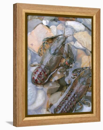 American Crayfish, Two, Gravel-Harald Kroiss-Framed Premier Image Canvas