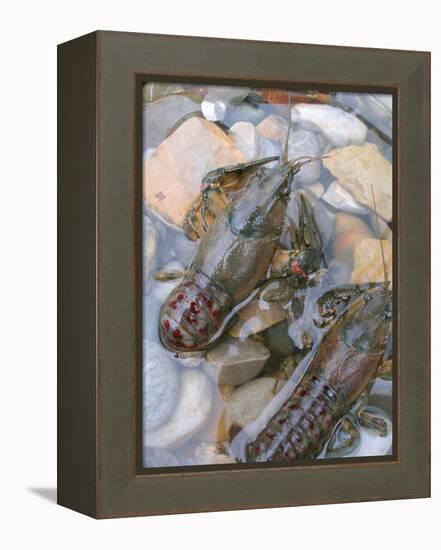 American Crayfish, Two, Gravel-Harald Kroiss-Framed Premier Image Canvas