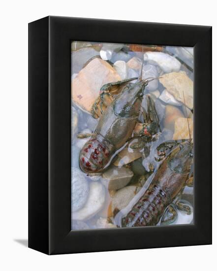 American Crayfish, Two, Gravel-Harald Kroiss-Framed Premier Image Canvas