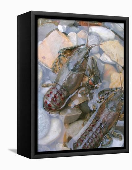 American Crayfish, Two, Gravel-Harald Kroiss-Framed Premier Image Canvas