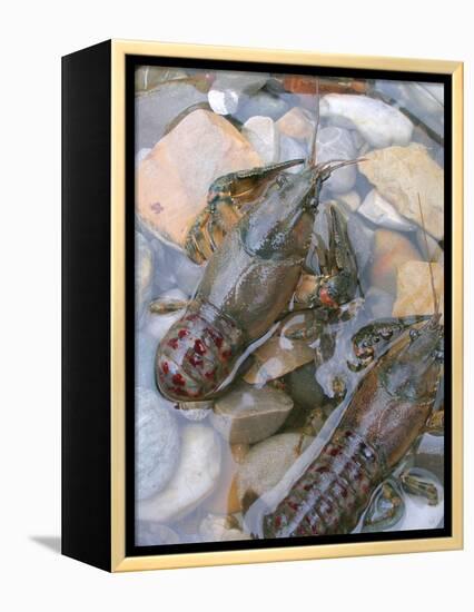 American Crayfish, Two, Gravel-Harald Kroiss-Framed Premier Image Canvas