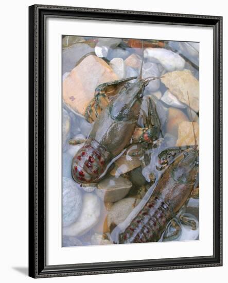 American Crayfish, Two, Gravel-Harald Kroiss-Framed Photographic Print