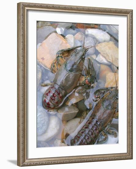 American Crayfish, Two, Gravel-Harald Kroiss-Framed Photographic Print