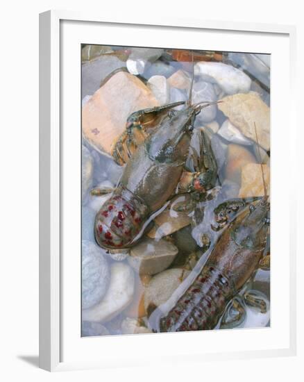 American Crayfish, Two, Gravel-Harald Kroiss-Framed Photographic Print