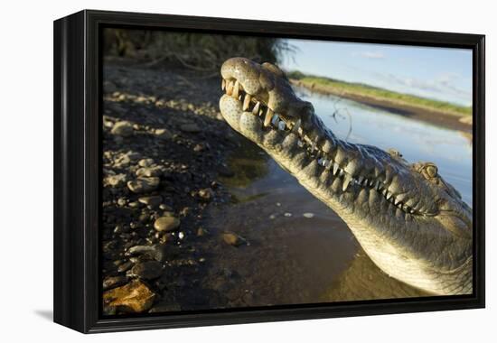 American Crocodile, Costa Rica-Paul Souders-Framed Premier Image Canvas