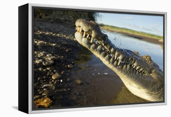 American Crocodile, Costa Rica-Paul Souders-Framed Premier Image Canvas