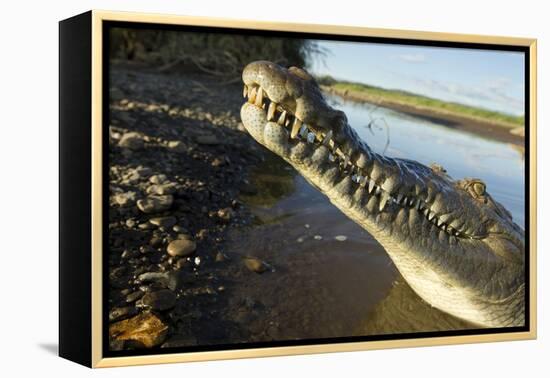 American Crocodile, Costa Rica-Paul Souders-Framed Premier Image Canvas