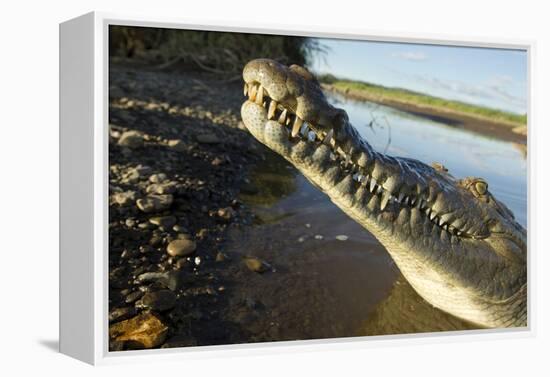 American Crocodile, Costa Rica-Paul Souders-Framed Premier Image Canvas