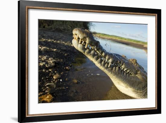 American Crocodile, Costa Rica-Paul Souders-Framed Photographic Print